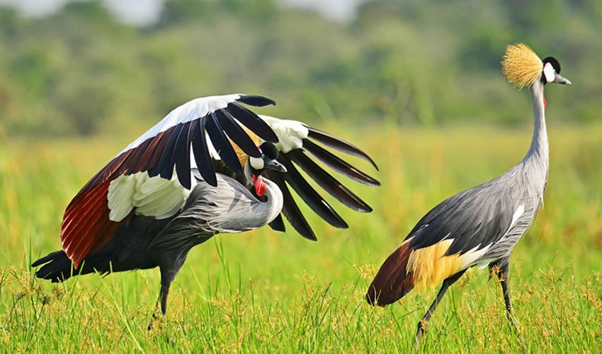 birding spots in uganda