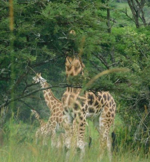 lakemburo home 1024x767